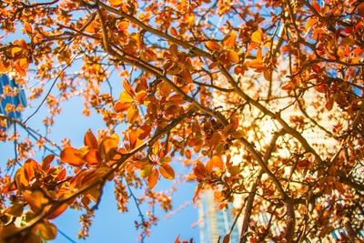 褐叶树的低角度摄影